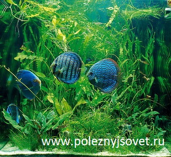 Аквариумные рыбки